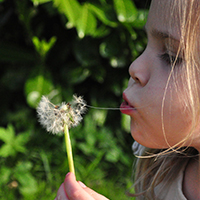 wish flower